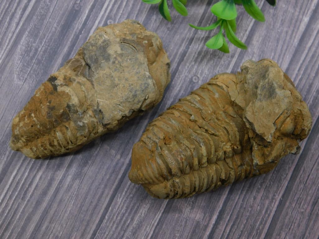 TRILOBITES ROCK STONE LAPIDARY SPECIMEN: WELCOME TO HATMAN AUCTIONS! SPECIAL NOTICE: Please see photos for measurements and descriptions. ***Yes, we have in house shipping with MANY REPEAT CUSTOMERS because of our streamlined service.