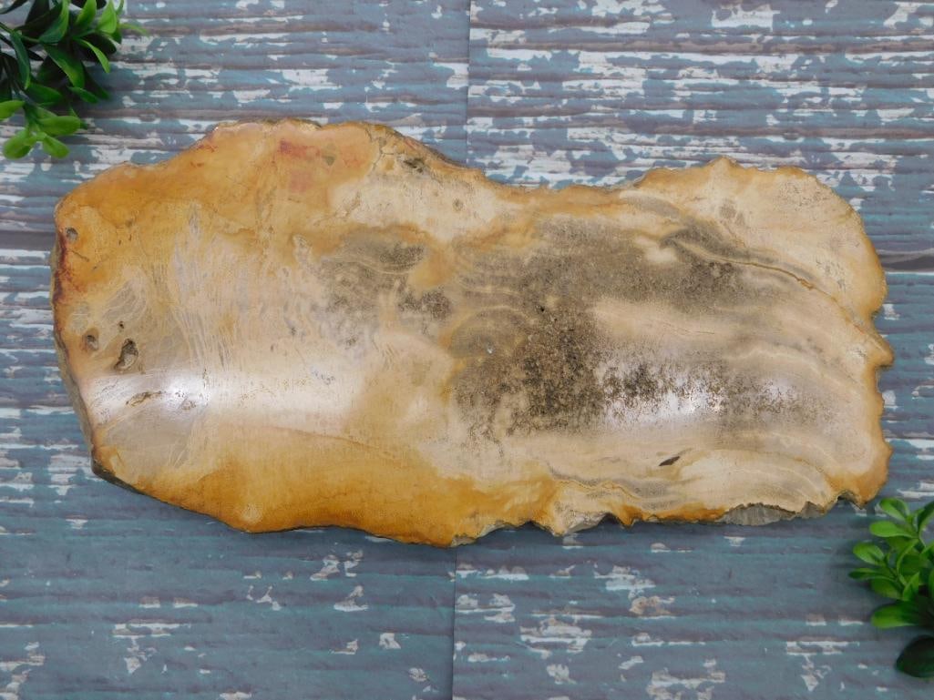 PETRIFIED WOOD SLAB ROCK STONE LAPIDARY SPECIMEN: WELCOME TO HATMAN AUCTIONS! SPECIAL NOTICE: Please see photos for measurements and descriptions. ***Yes, we have in house shipping with MANY REPEAT CUSTOMERS because of our streamlined service.