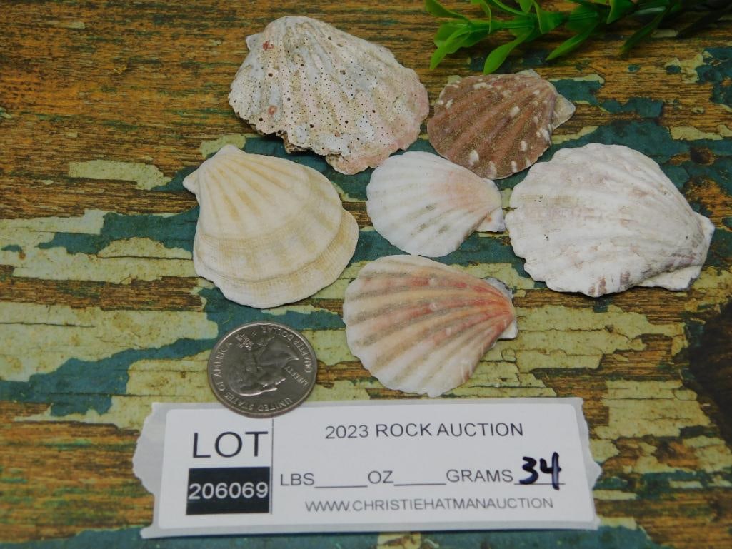 SCALLOP SHELLS - 2