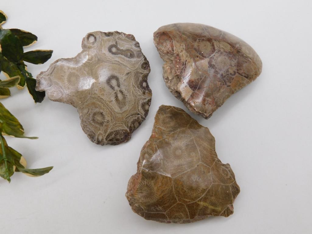 PETOSKEY FOSSILIZED CORAL ROCK STONE LAPIDARY SPECIMEN: WELCOME TO HATMAN AUCTIONS! SPECIAL NOTICE: Please see photos for measurements and descriptions. ***Yes, we have in house shipping with MANY REPEAT CUSTOMERS because of our streamlined service. ****We