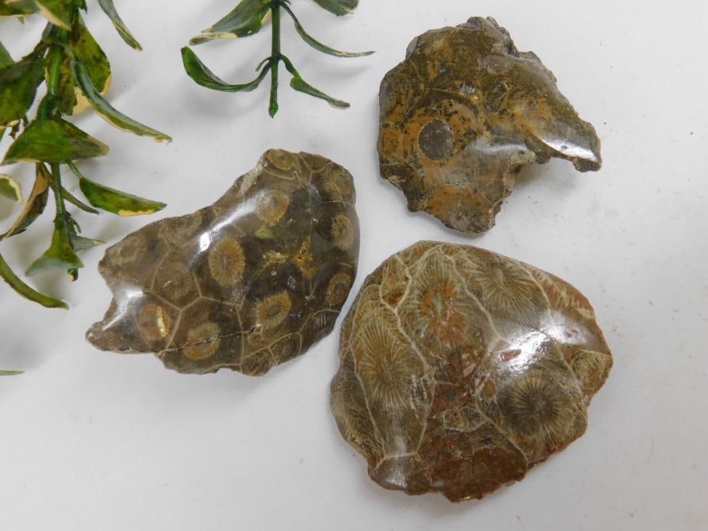 PETOSKEY FOSSILIZED CORAL ROCK STONE LAPIDARY SPECIMEN: WELCOME TO HATMAN AUCTIONS! SPECIAL NOTICE: Please see photos for measurements and descriptions. ***Yes, we have in house shipping with MANY REPEAT CUSTOMERS because of our streamlined service.
