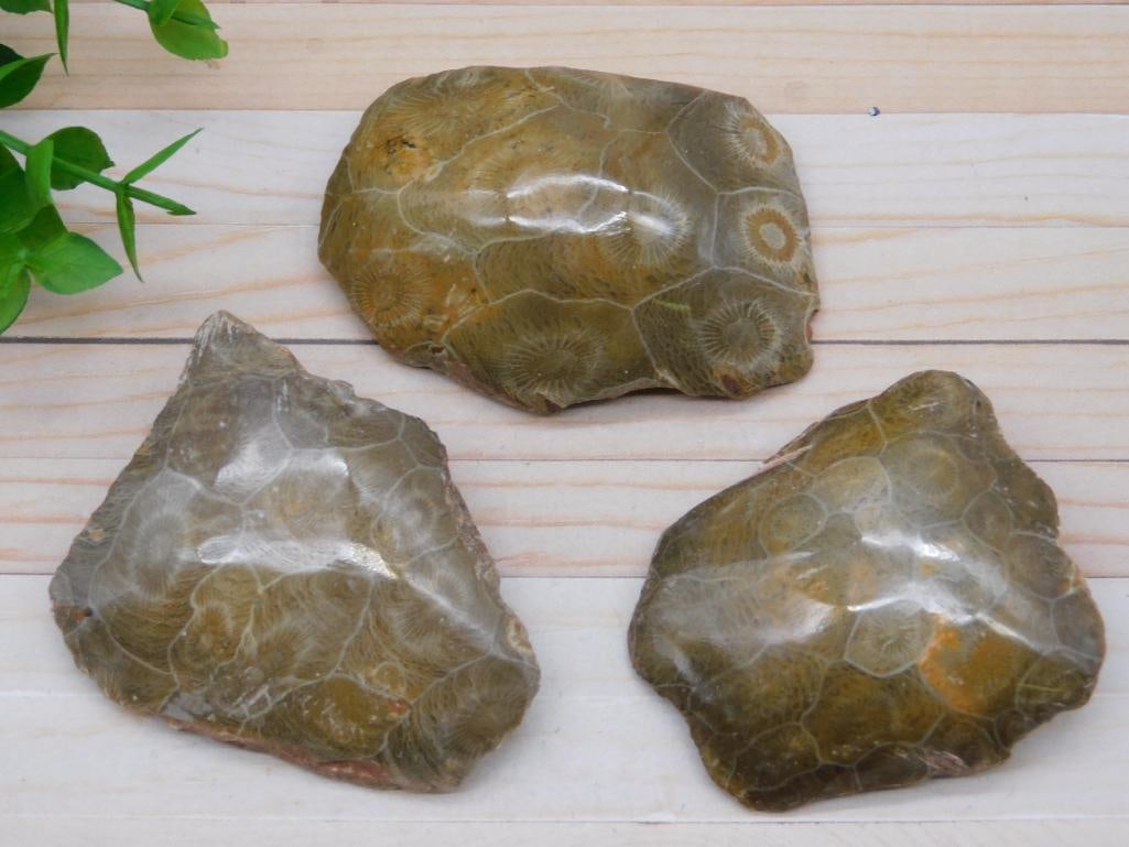 PETOSKEY FOSSILIZED CORAL ROCK STONE LAPIDARY SPECIMEN: WELCOME TO HATMAN AUCTIONS! SPECIAL NOTICE: Please see photos for measurements and descriptions. ***Yes, we have in house shipping with MANY REPEAT CUSTOMERS because of our streamlined service. ****We