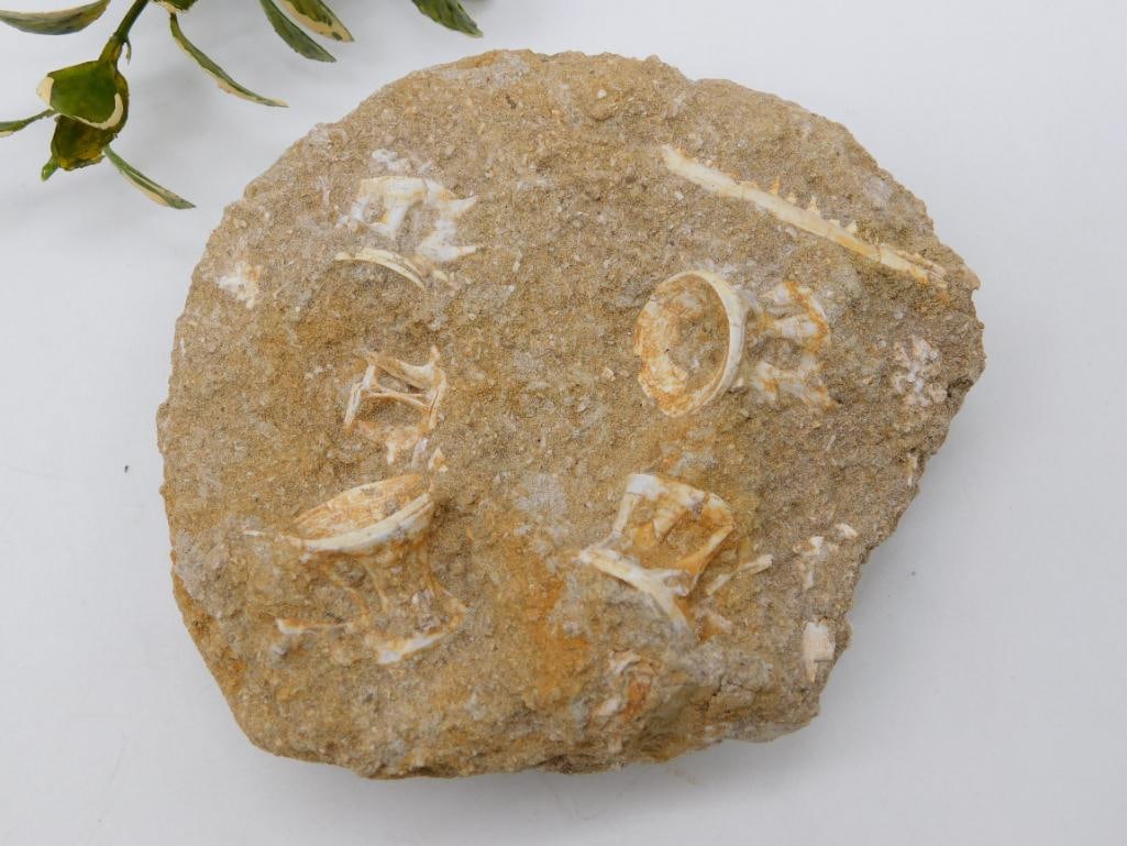 FOSSILIZED CORAL ROCK STONE LAPIDARY SPECIMEN: WELCOME TO HATMAN AUCTIONS! SPECIAL NOTICE: Please see photos for measurements and descriptions. ***Yes, we have in house shipping with MANY REPEAT CUSTOMERS because of our streamlined service.