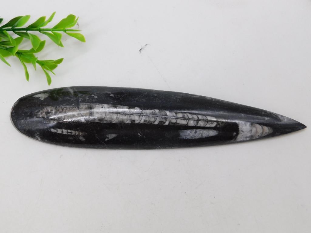 ORTHOCERAS ROCK STONE LAPIDARY SPECIMEN: WELCOME TO HATMAN AUCTIONS! SPECIAL NOTICE: Please see photos for measurements and descriptions. ***Yes, we have in house shipping with MANY REPEAT CUSTOMERS because of our streamlined service.