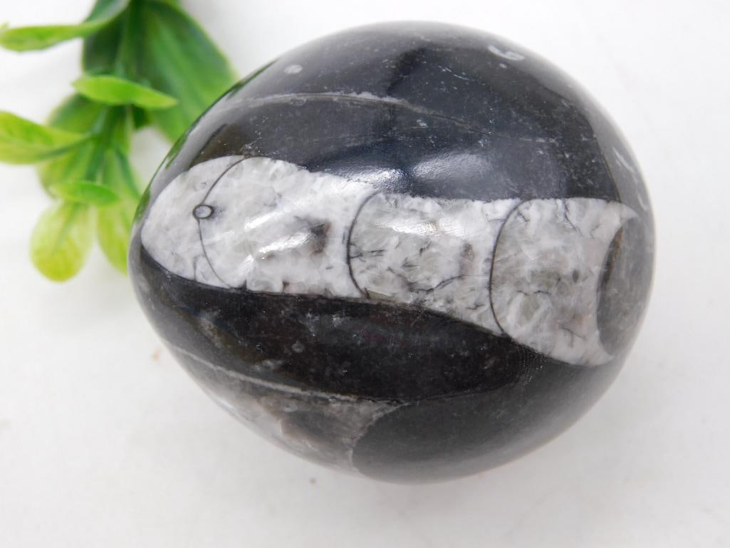 ORTHOCERAS EGG ROCK STONE LAPIDARY SPECIMEN (1 of 2)
