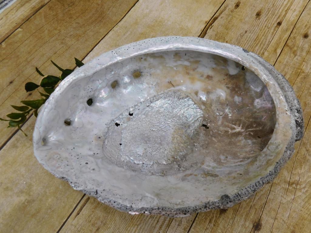 ABALONE SHELL: WELCOME TO HATMAN AUCTIONS! SPECIAL NOTICE: Please see photos for measurements and descriptions. ***Yes, we have in house shipping with MANY REPEAT CUSTOMERS because of our streamlined service. ****We