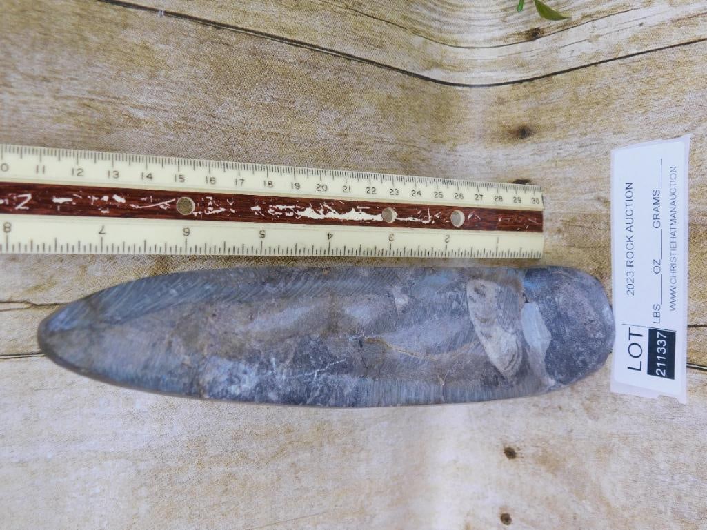 ORTHOCERAS ROCK STONE LAPIDARY SPECIMEN: WELCOME TO HATMAN AUCTIONS! SPECIAL NOTICE: Please see photos for measurements and descriptions. ***Yes, we have in house shipping with MANY REPEAT CUSTOMERS because of our streamlined service.