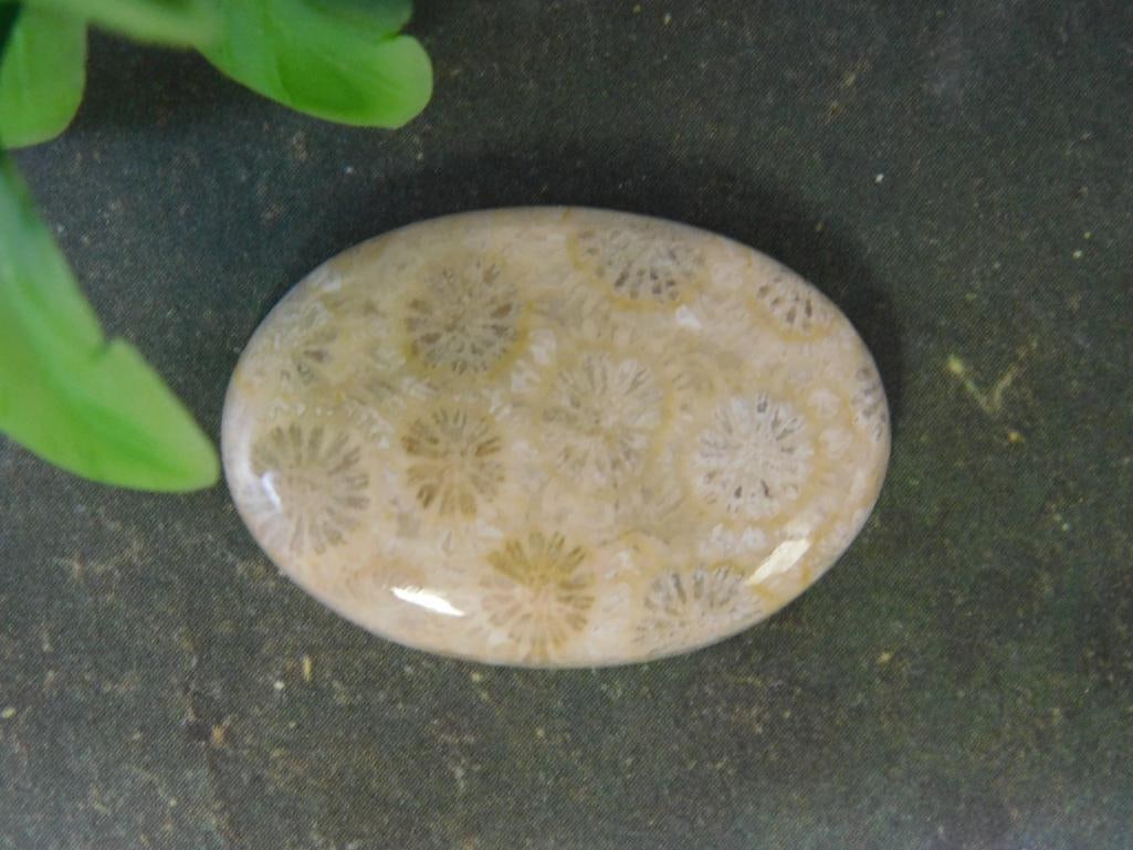 FOSSILIZED CORAL CABOCHON ROCK STONE LAPIDARY SPECIMEN (1 of 2)