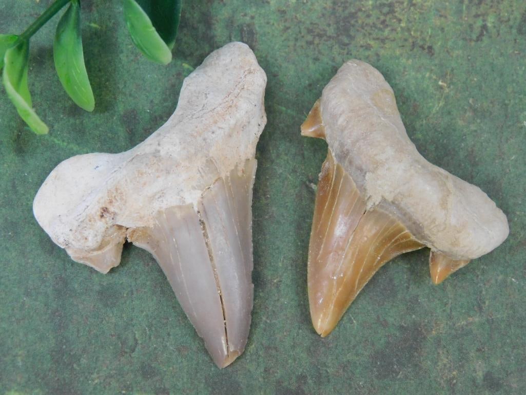 SHARK TEETH ROCK STONE LAPIDARY SPECIMEN: WELCOME TO HATMAN AUCTIONS! SPECIAL NOTICE: Please see photos for measurements and descriptions. ***Yes, we have in house shipping with MANY REPEAT CUSTOMERS because of our streamlined service. ****We