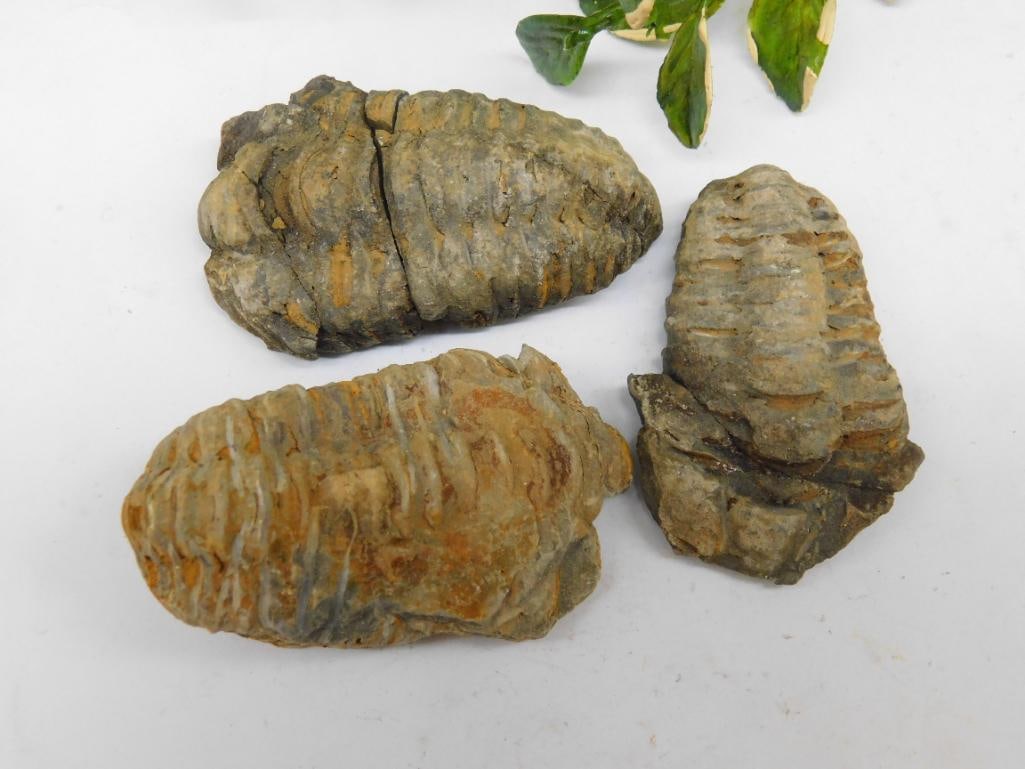 TRILOBITE ROCK STONE LAPIDARY SPECIMEN: WELCOME TO HATMAN AUCTIONS! SPECIAL NOTICE: Please see photos for measurements and descriptions. ***Yes, we have in house shipping with MANY REPEAT CUSTOMERS because of our streamlined service. ****We