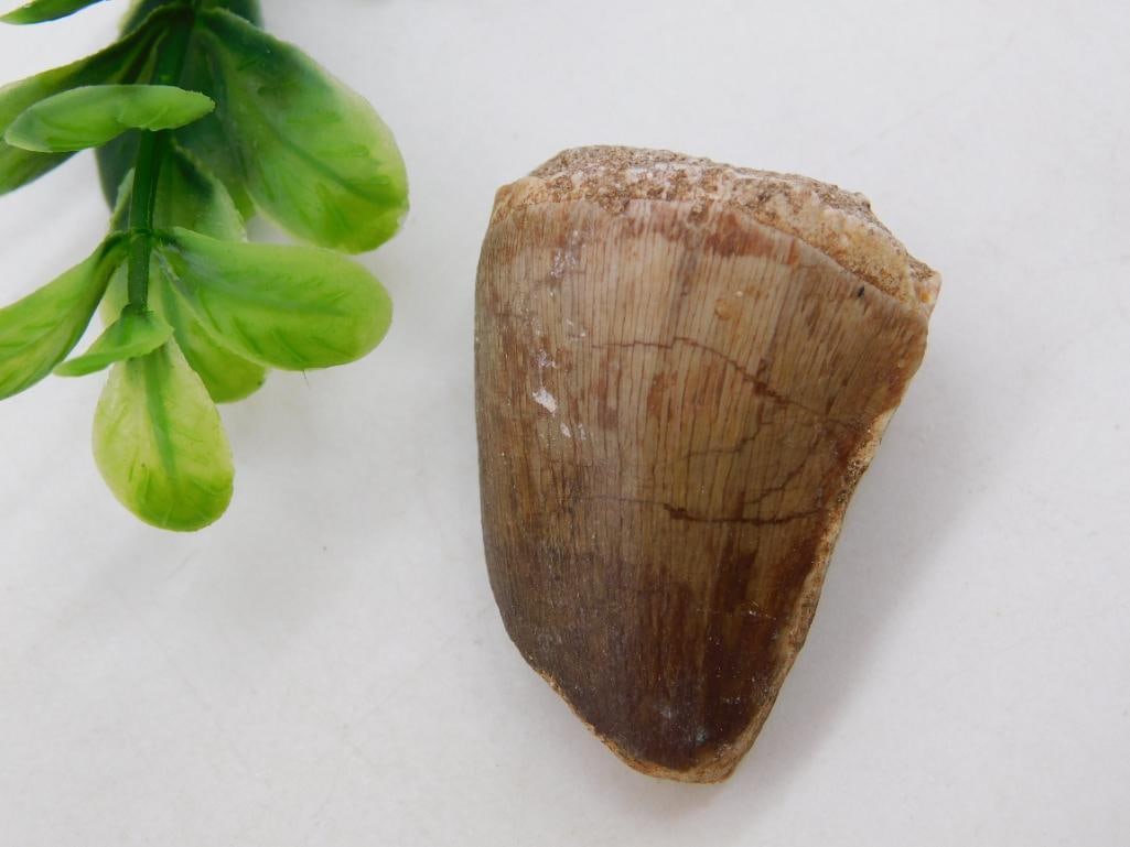 MOSASAUR TOOTH ROCK STONE LAPIDARY SPECIMEN: WELCOME TO HATMAN AUCTIONS! SPECIAL NOTICE: Please see photos for measurements and descriptions. ***Yes, we have in house shipping with MANY REPEAT CUSTOMERS because of our streamlined service. ****We