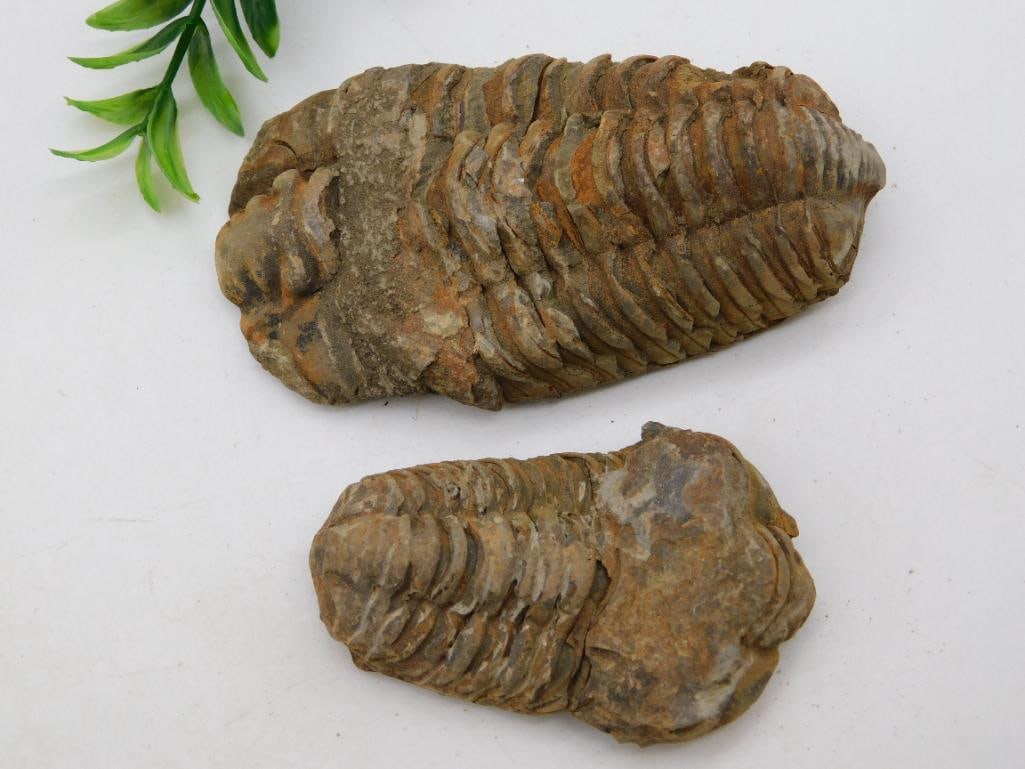 TRILOBITE ROCK STONE LAPIDARY SPECIMEN (1 of 2)