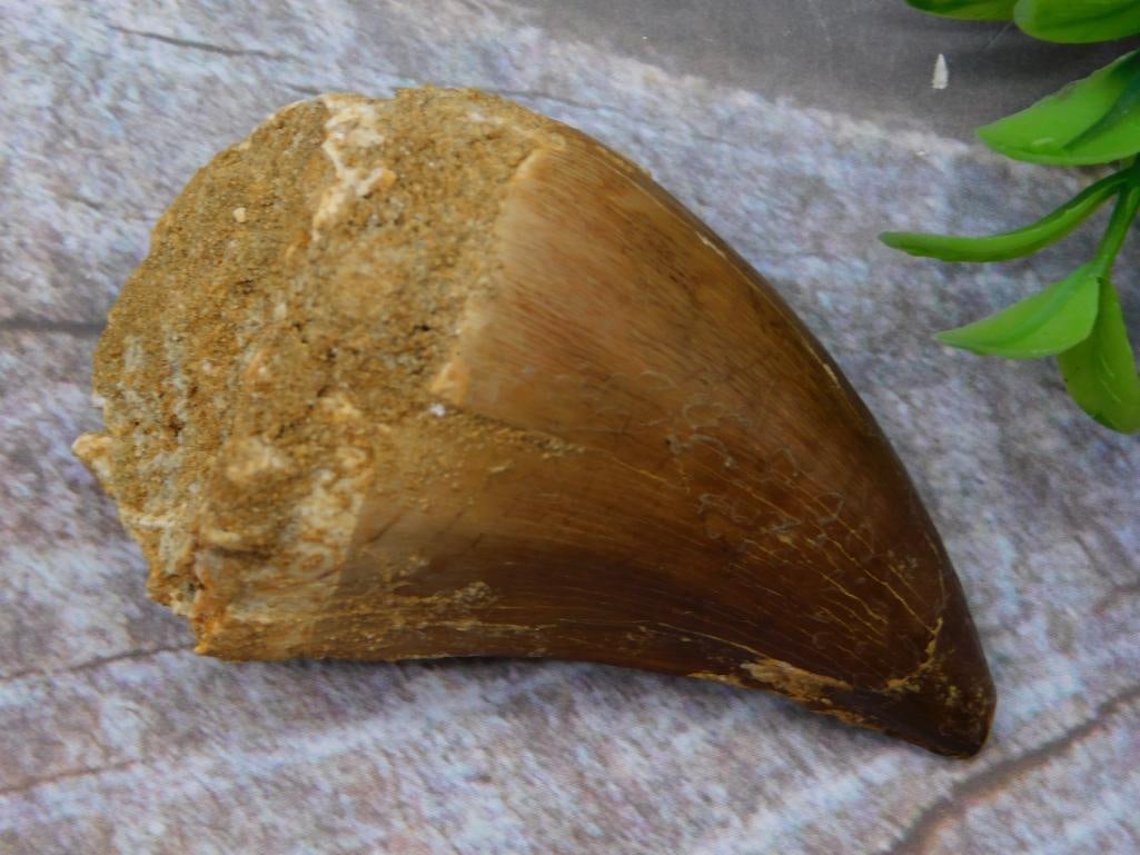 MOSASAUR TOOTH ROCK STONE LAPIDARY SPECIMEN: WELCOME TO HATMAN AUCTIONS! SPECIAL NOTICE: Please see photos for measurements and descriptions. ***Yes, we have in house shipping with MANY REPEAT CUSTOMERS because of our streamlined service. ****We