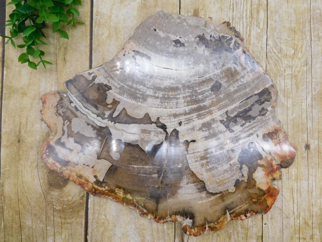 PETRIFIED WOOD SLAB ROCK STONE LAPIDARY SPECIMEN: WELCOME TO HATMAN AUCTIONS! SPECIAL NOTICE: Please see photos for measurements and descriptions. ***Yes, we have in house shipping with MANY REPEAT CUSTOMERS because of our streamlined service.