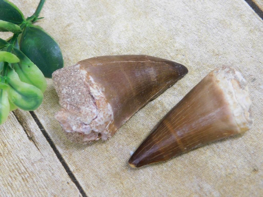 MOSASAUR TEETH ROCK STONE LAPIDARY SPECIMEN: WELCOME TO HATMAN AUCTIONS! SPECIAL NOTICE: Please see photos for measurements and descriptions. ***Yes, we have in house shipping with MANY REPEAT CUSTOMERS because of our streamlined service. ****We