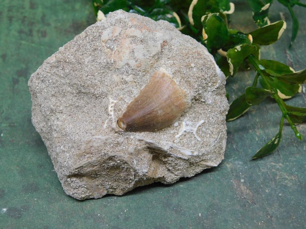 MOSASAUR TOOTH IN MATRIX ROCK STONE LAPIDARY SPECIMEN: WELCOME TO HATMAN AUCTIONS! SPECIAL NOTICE: Please see photos for measurements and descriptions. ***Yes, we have in house shipping with MANY REPEAT CUSTOMERS because of our streamlined service. ****We