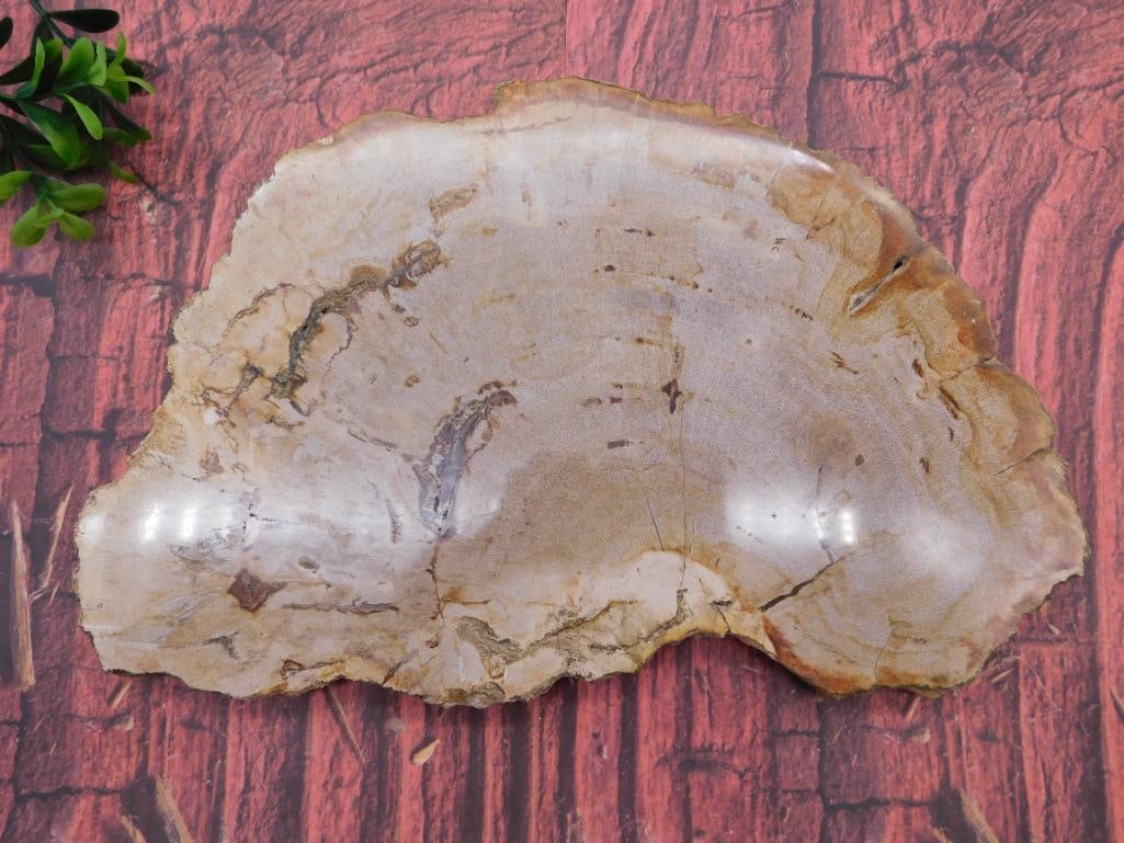 PETRIFIED WOOD SLAB ROCK STONE LAPIDARY SPECIMEN: WELCOME TO HATMAN AUCTIONS! SPECIAL NOTICE: Please see photos for measurements and descriptions. ***Yes, we have in house shipping with MANY REPEAT CUSTOMERS because of our streamlined service.