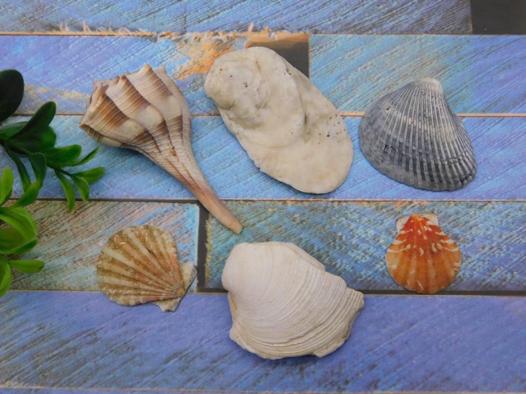 SEA SHELLS (1 of 2)
