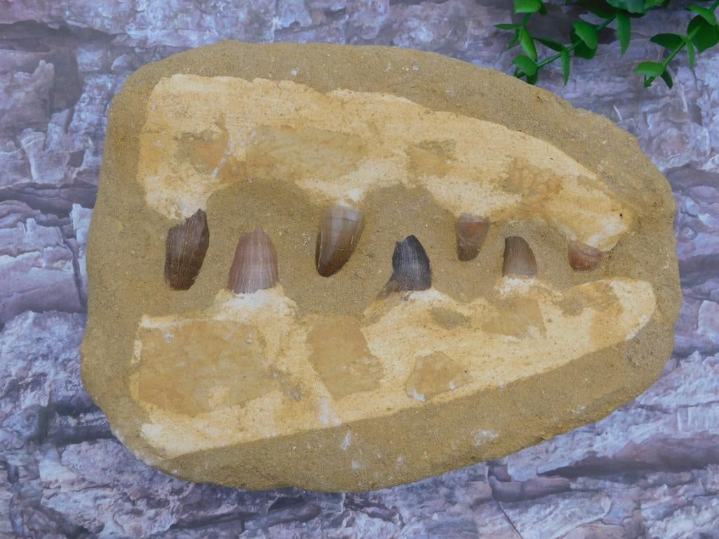 MOSASAUR TEETH IN DISPLAY ROCK STONE LAPIDARY SPECIMEN: WELCOME TO HATMAN AUCTIONS! SPECIAL NOTICE: Please see photos for measurements and descriptions. ***Yes, we have in house shipping with MANY REPEAT CUSTOMERS because of our streamlined service.