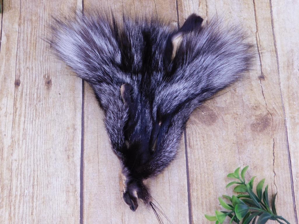 COYOTE FACE PELT TAXIDERMY: WELCOME TO HATMAN AUCTIONS! SPECIAL NOTICE: Please see photos for measurements and descriptions. ***Yes, we have in house shipping with MANY REPEAT CUSTOMERS because of our streamlined service. ****We