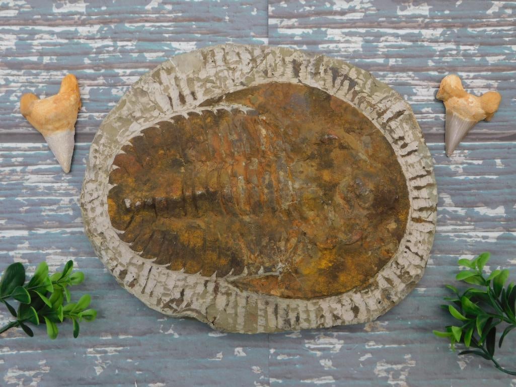GIANT TRILOBITE ROCK STONE LAPIDARY SPECIMEN: WELCOME TO HATMAN AUCTIONS! SPECIAL NOTICE: Please see photos for measurements and descriptions. ***Yes, we have in house shipping with MANY REPEAT CUSTOMERS because of our streamlined service. ****We