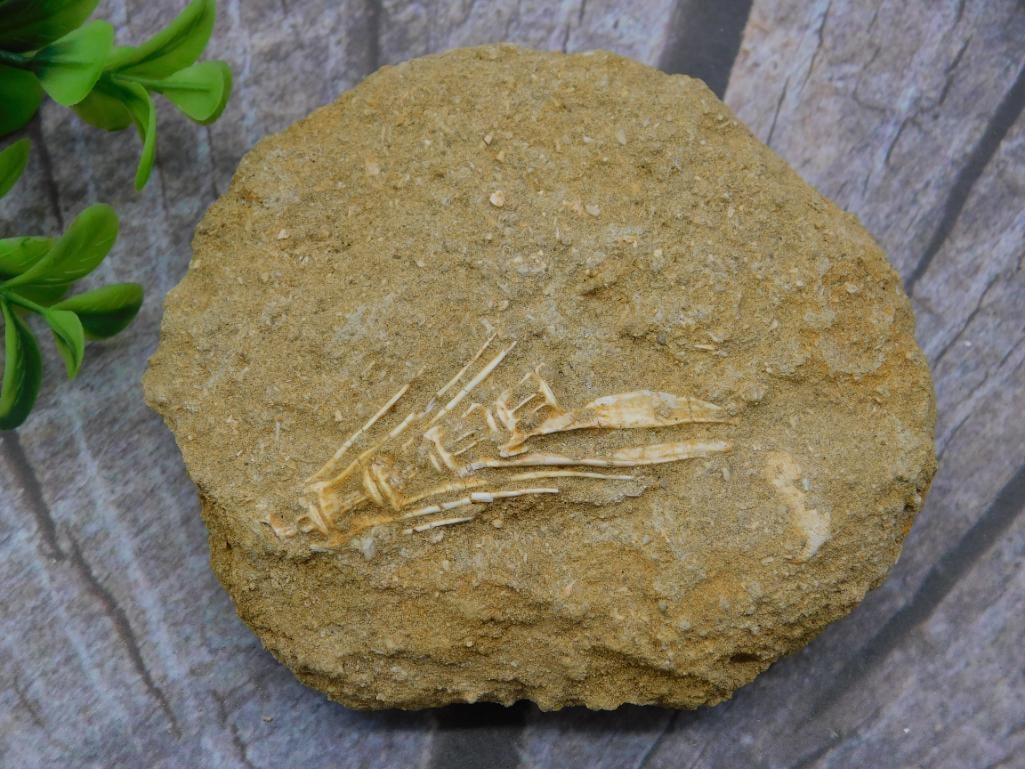 FOSSIL IN MATRIX ROCK STONE LAPIDARY SPECIMEN: WELCOME TO HATMAN AUCTIONS! SPECIAL NOTICE: Please see photos for measurements and descriptions. ***Yes, we have in house shipping with MANY REPEAT CUSTOMERS because of our streamlined service.