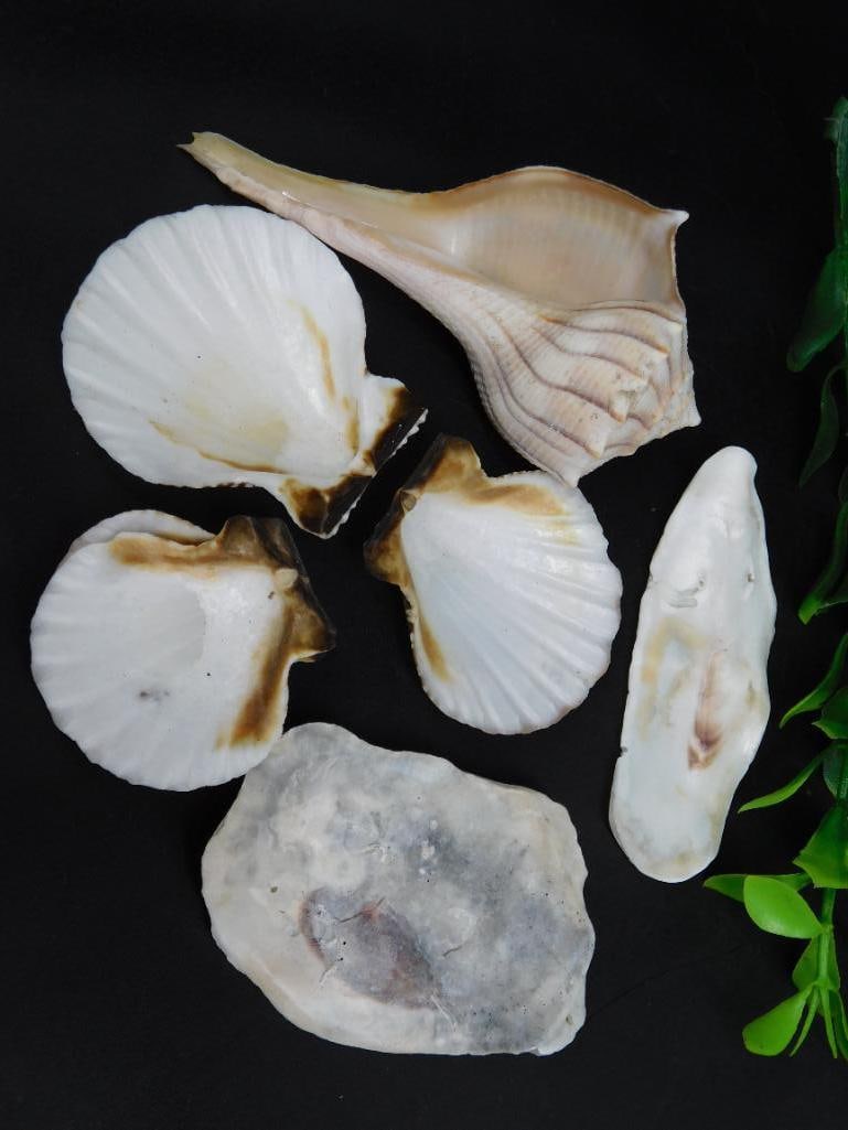 SEA SHELLS (1 of 2)