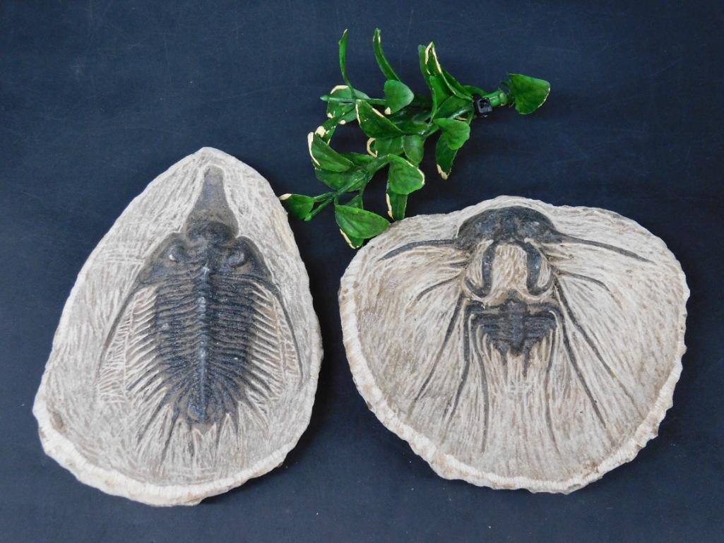 TRILOBITE ROCK STONE LAPIDARY SPECIMEN (1 of 2)