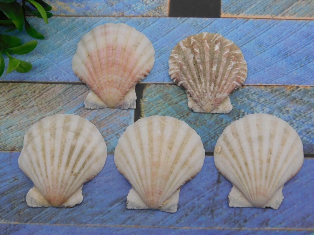 SCALLOP SHELLS: SCALLOP SHELLS - Part of our Discover Golden Attic, Crystals and Gems auction at HATMAN'S Auctions! Please see photos for measurements and condition. YES, we have in-house shipping! We have MANY REPEA