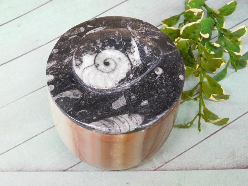 ORTHOCERAS TRINKET BOX ROCK STONE LAPIDARY SPECIMEN (1 of 2)