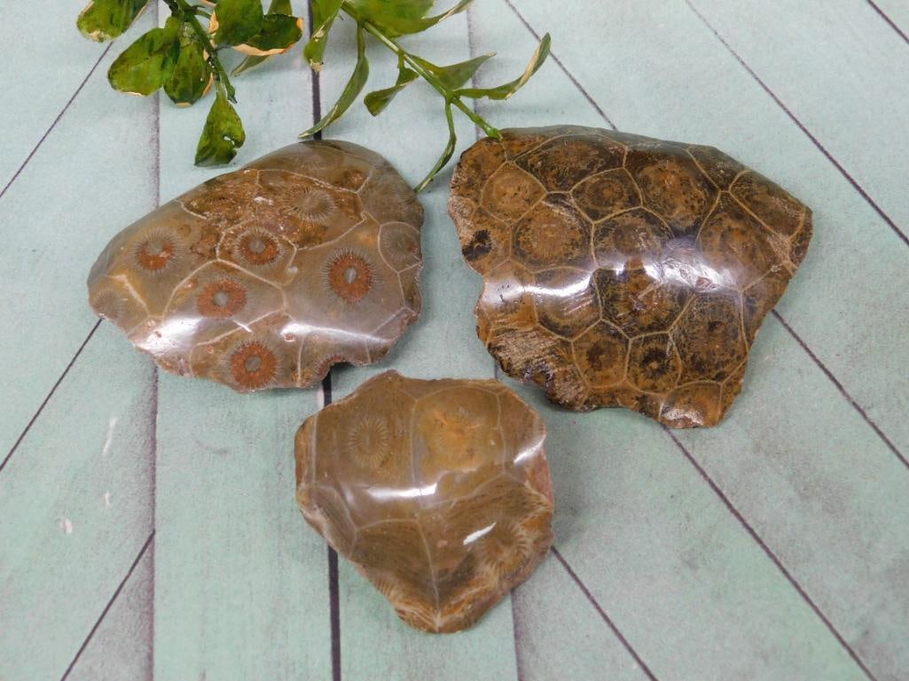 PETOSKEY FOSSILIZED CORAL ROCK STONE LAPIDARY SPECIMEN: WELCOME TO HATMAN AUCTIONS! SPECIAL NOTICE: Please see photos for measurements and descriptions. ***Yes, we have in house shipping with MANY REPEAT CUSTOMERS because of our streamlined service.