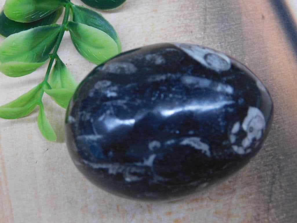 ORTHOCERAS EGG ROCK STONE LAPIDARY SPECIMEN: WELCOME TO HATMAN AUCTIONS! SPECIAL NOTICE: Please see photos for measurements and descriptions. ***Yes, we have in house shipping with MANY REPEAT CUSTOMERS because of our streamlined service.