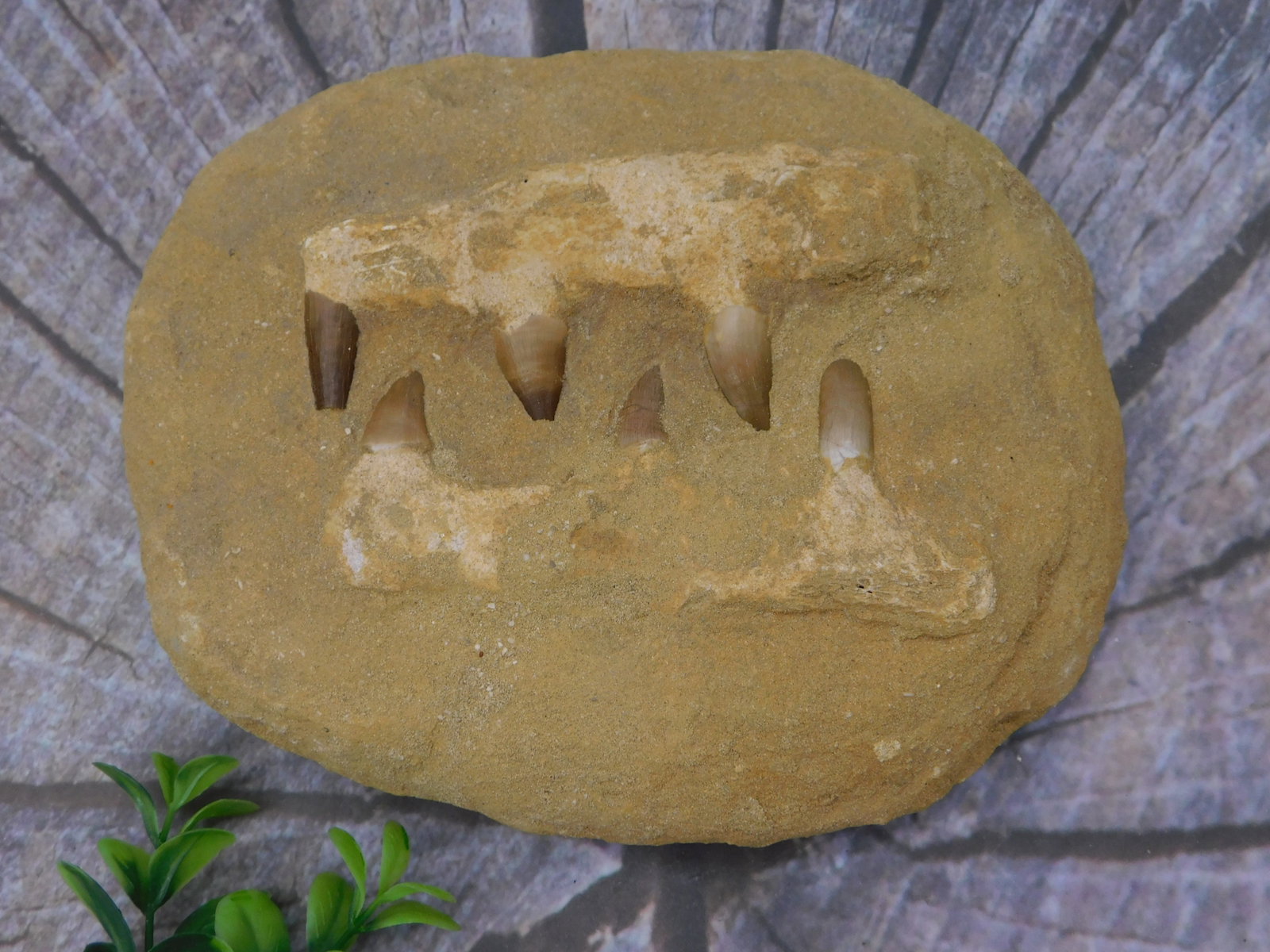 Fossil MOSASAUR Teeth Matrix Specimen Natural Paleontology Rock Stone Lapidary Specimen (1 of 2)