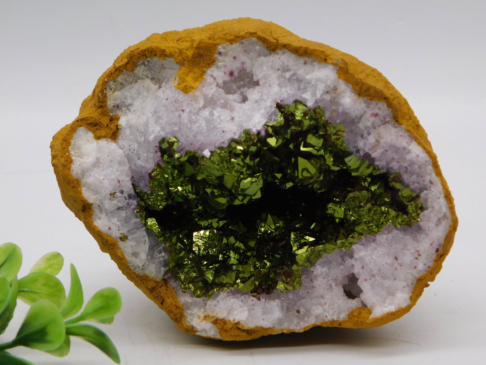 Peridot in Quartz Rock Stone Lapidary Specimen: Peridot in Quartz Rock Stone Lapidary Specimen featuring museum-quality green peridot crystals nestled within a striking white and lavender quartz matrix, bordered by distinctive golden limonite crust