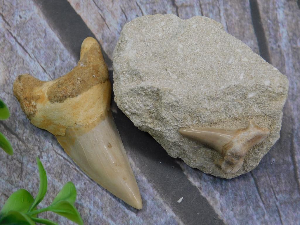 Fossil Shark Teeth with Matrix and Loose Specimen (1 of 3)
