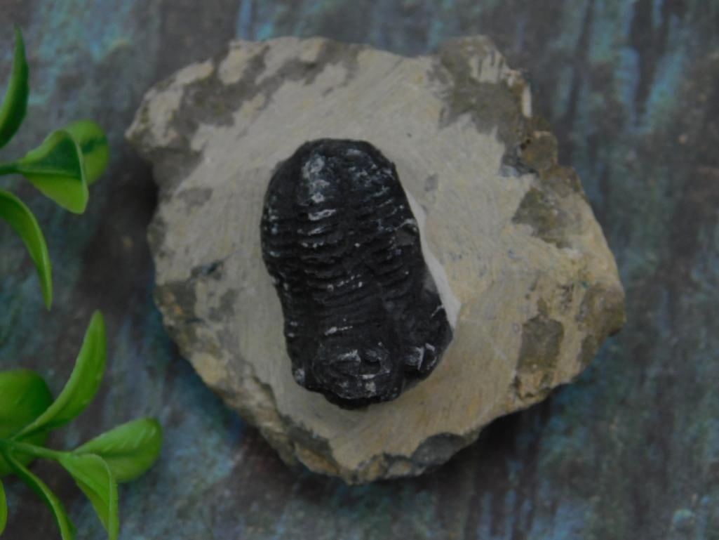 Fossilized Trilobite Specimen Mounted on Rock (1 of 3)