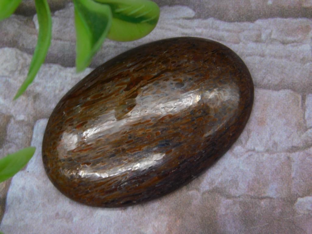 Polished Brown DINOSAUR BONE Stone with Subtle Grain Pattern (1 of 2)