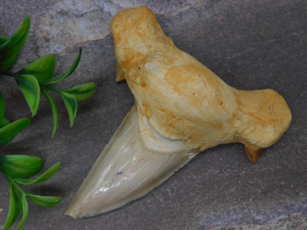 Fossilized Shark Tooth with Partial Root Structure - 2
