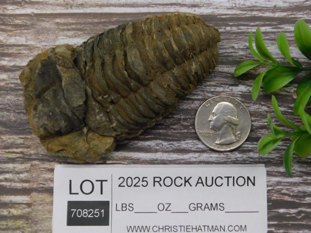 Fossilized Trilobite Specimen in Matrix - 2