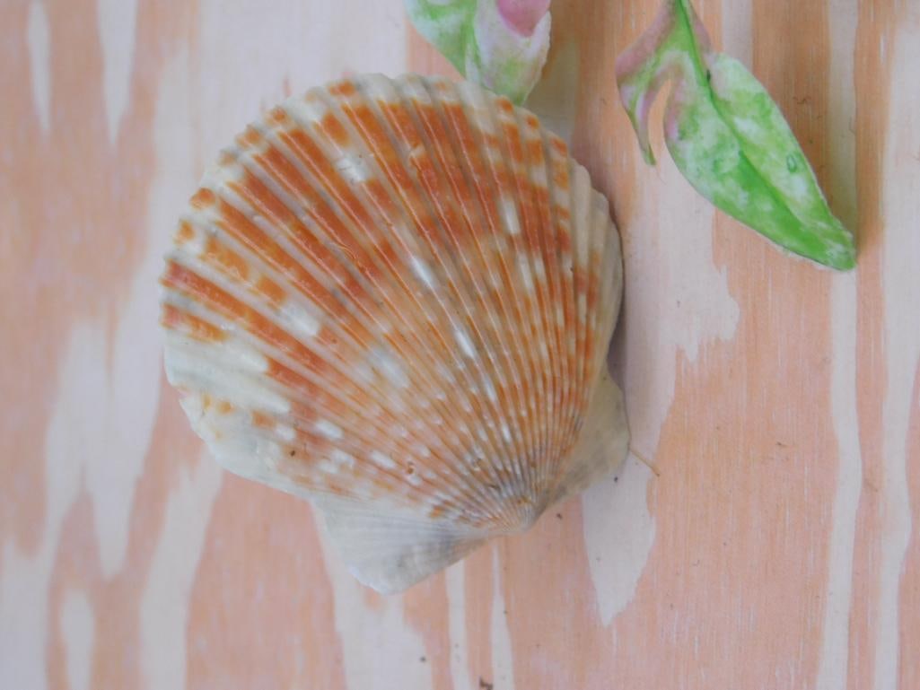Orange and White Scallop Shell: Orange and White Scallop Shell