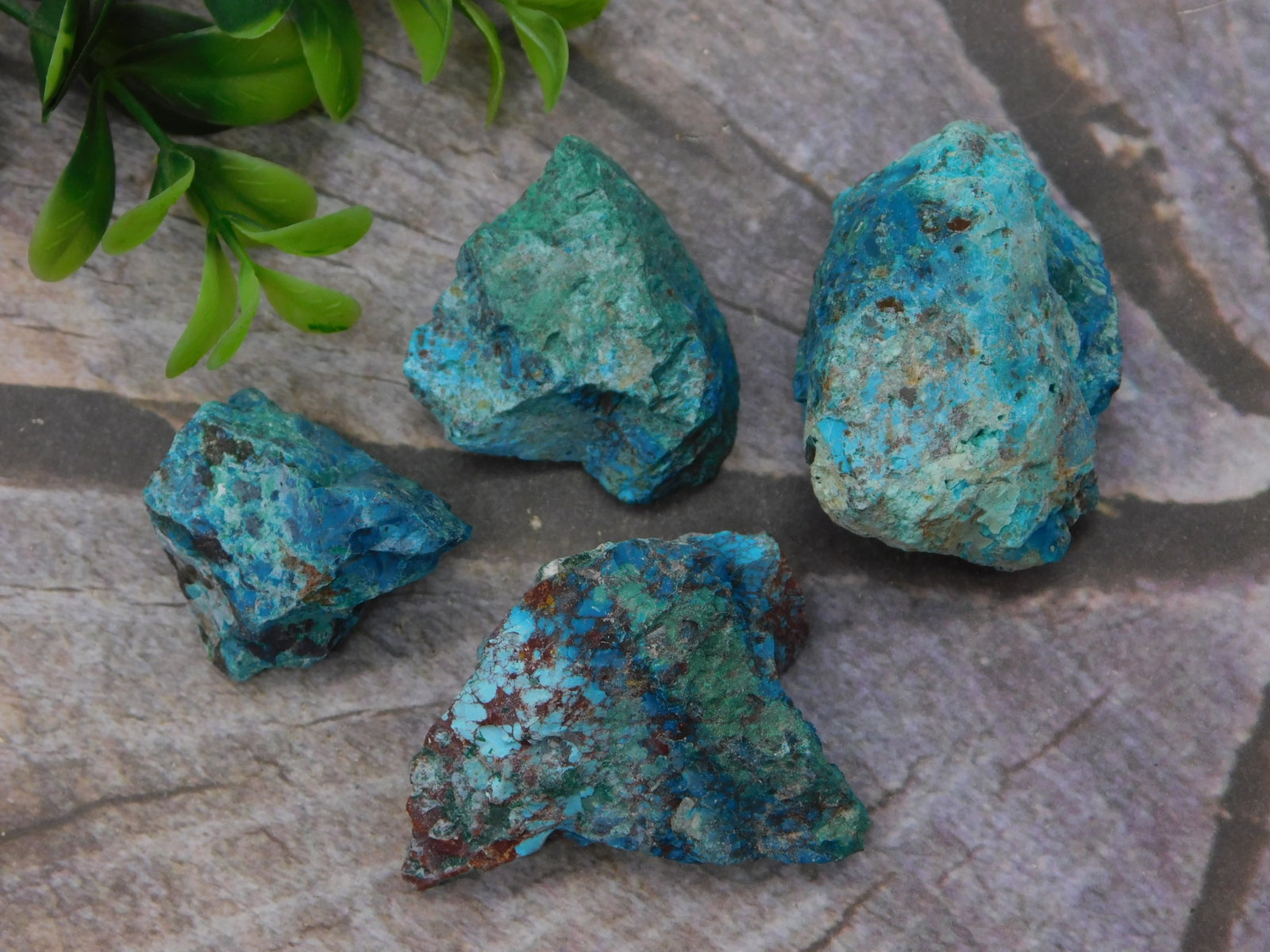 Mineral — Rough Turquoise Chrysocolla Specimen Lot of 4 Pieces: A group of four rough natural turquoise or chrysocolla specimens displaying rich blue-green coloration with characteristic matrix veining in brown and reddish tones. The pieces range in size from appr