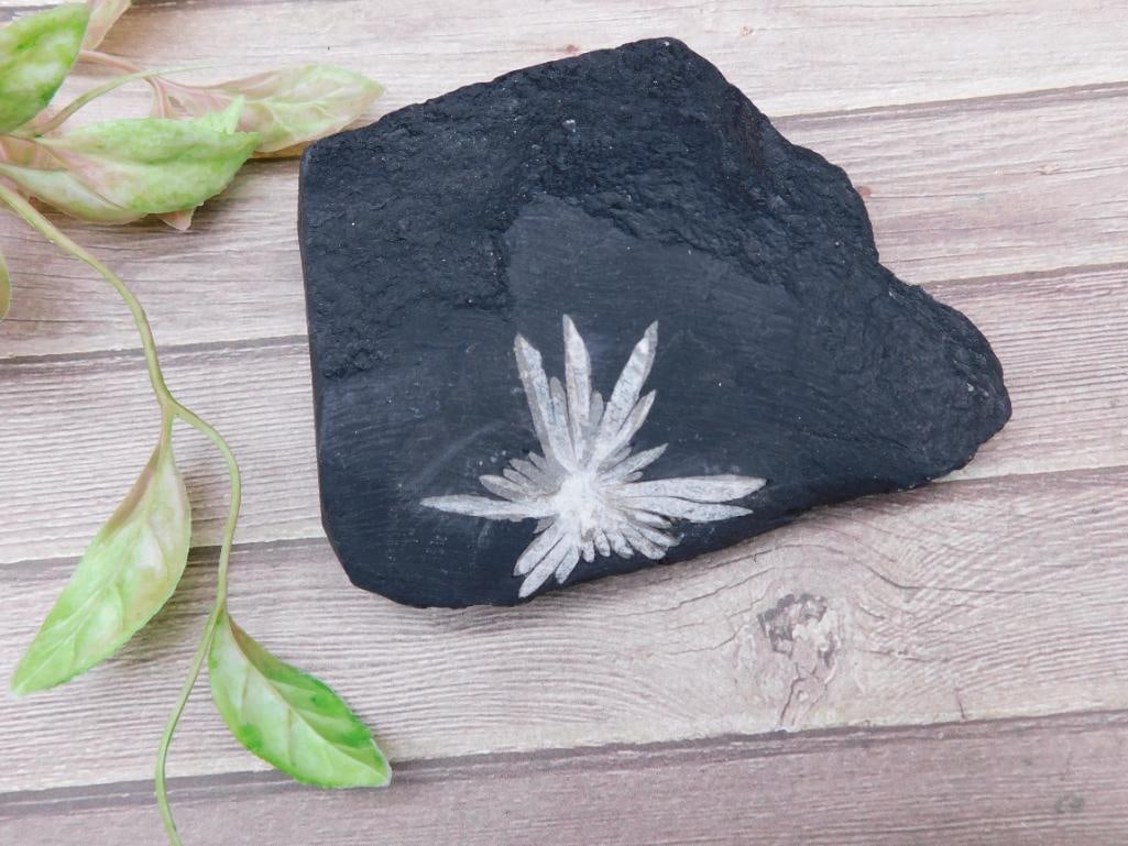 Chrysanthemum Stone Specimen (1 of 2)