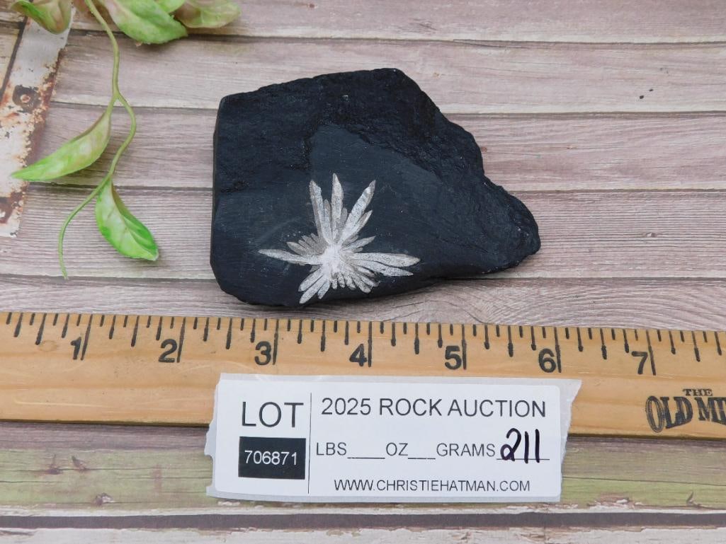 Chrysanthemum Stone Specimen - 2