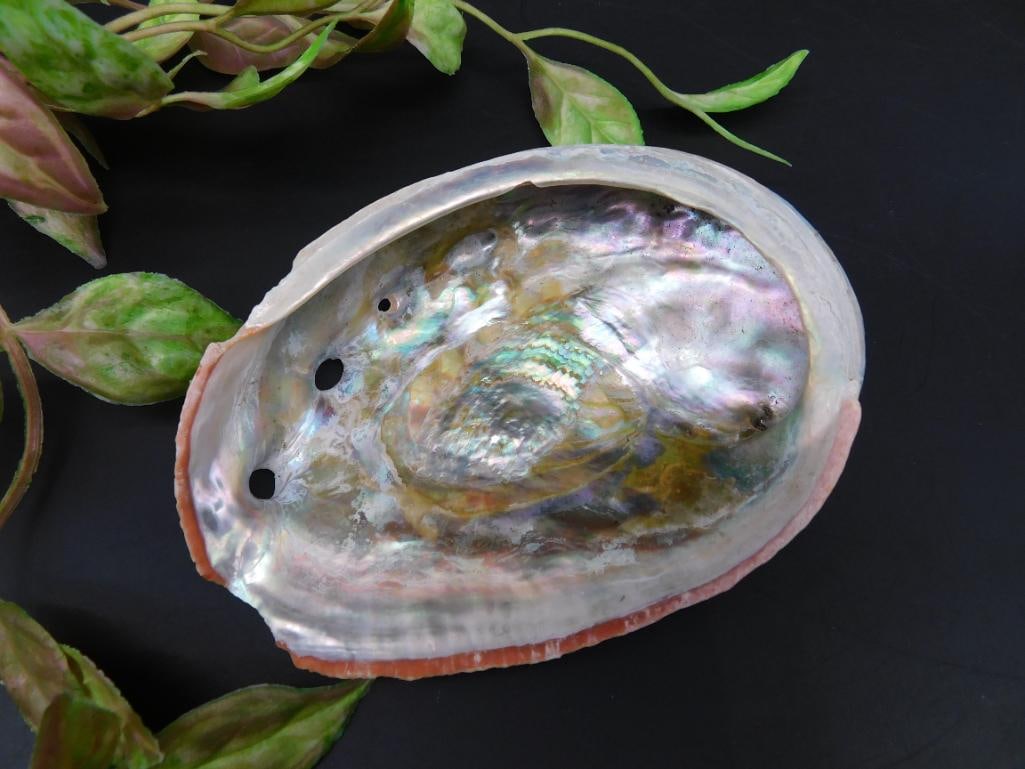 Polished Abalone Shell with Natural Iridescence (1 of 2)