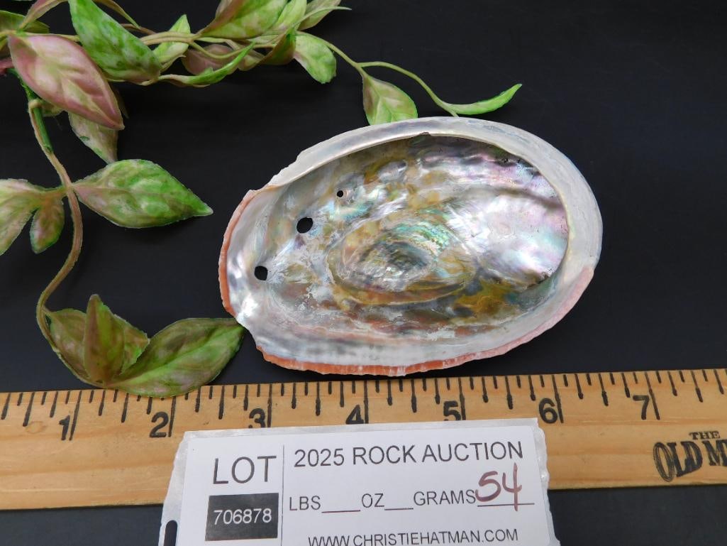 Polished Abalone Shell with Natural Iridescence - 2