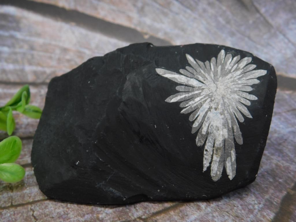 Chrysanthemum Stone Rock Stone Lapidary Specimen: Chrysanthemum Stone Rock Stone Lapidary Specimen