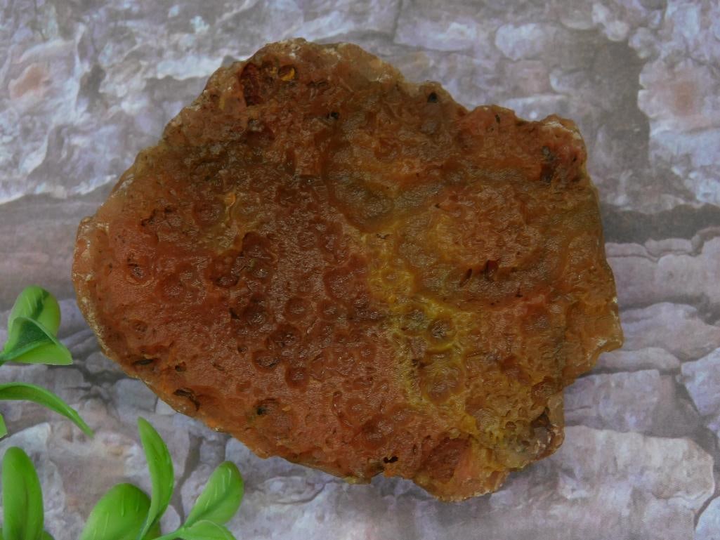 Reddish-Orange Fossilized Rock Specimen (1 of 2)
