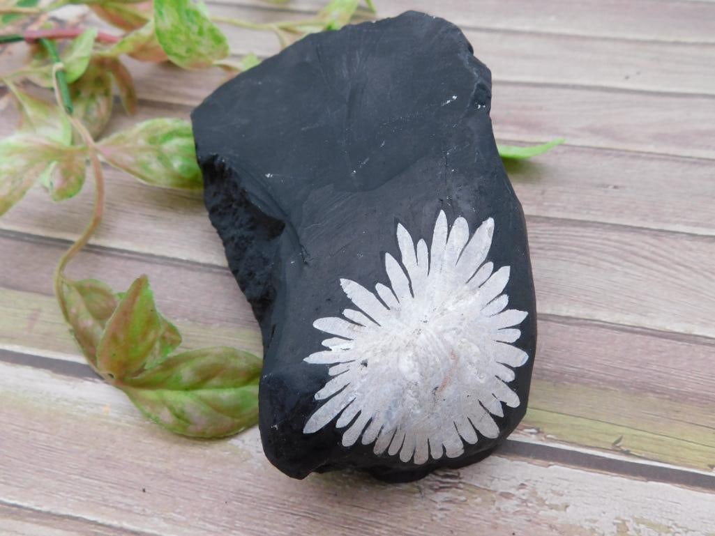 Chrysanthemum Stone on Black Matrix: Chrysanthemum Stone on Black Matrix