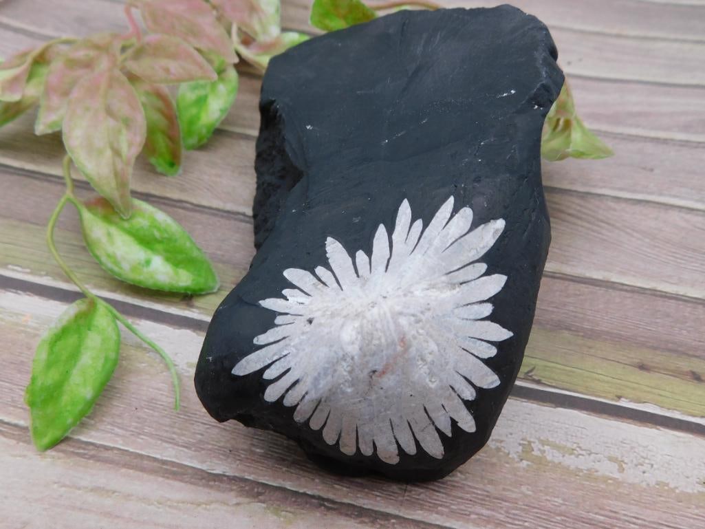 Chrysanthemum Stone on Black Matrix - 2