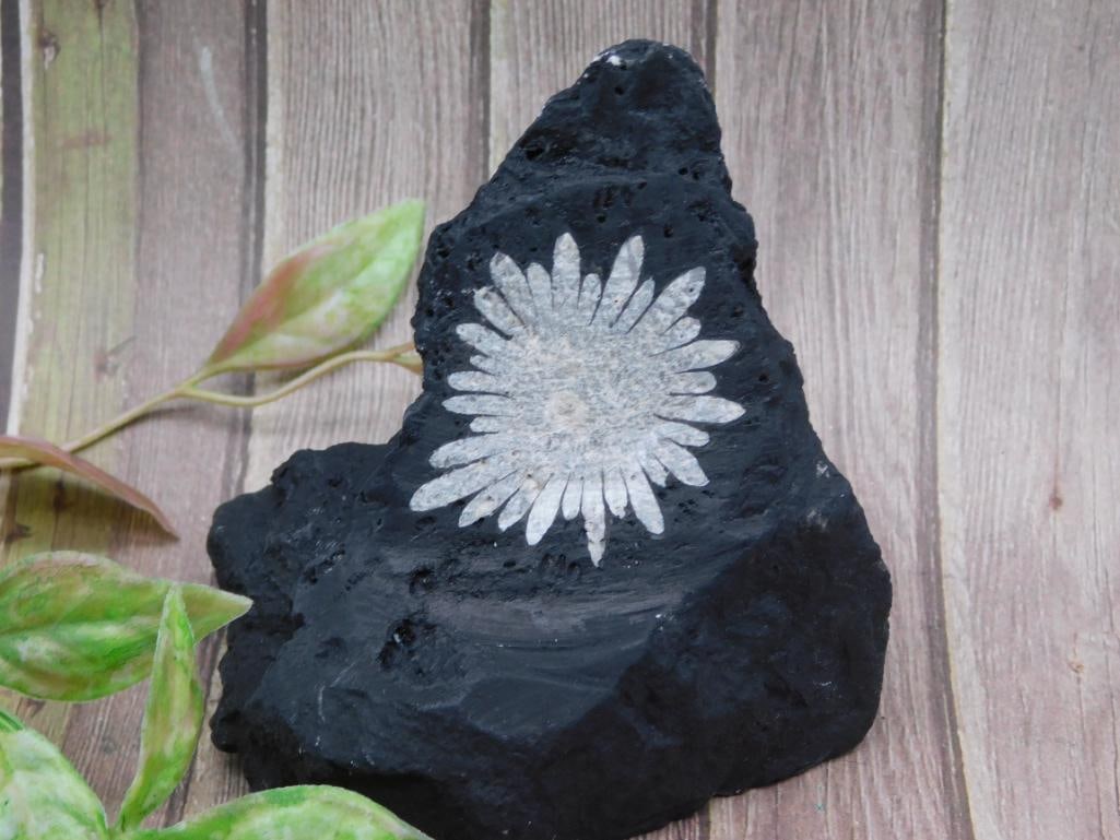 Chrysanthemum Stone Black Rock Display Piece: Chrysanthemum Stone Black Rock Display Piece